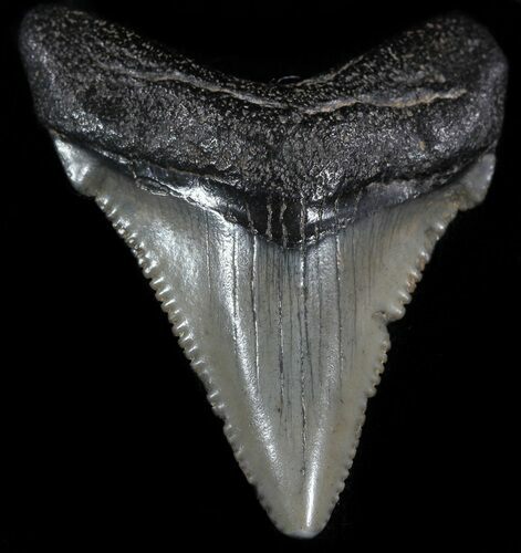 Fossil Angustidens Tooth - Megalodon Ancestor #49973
